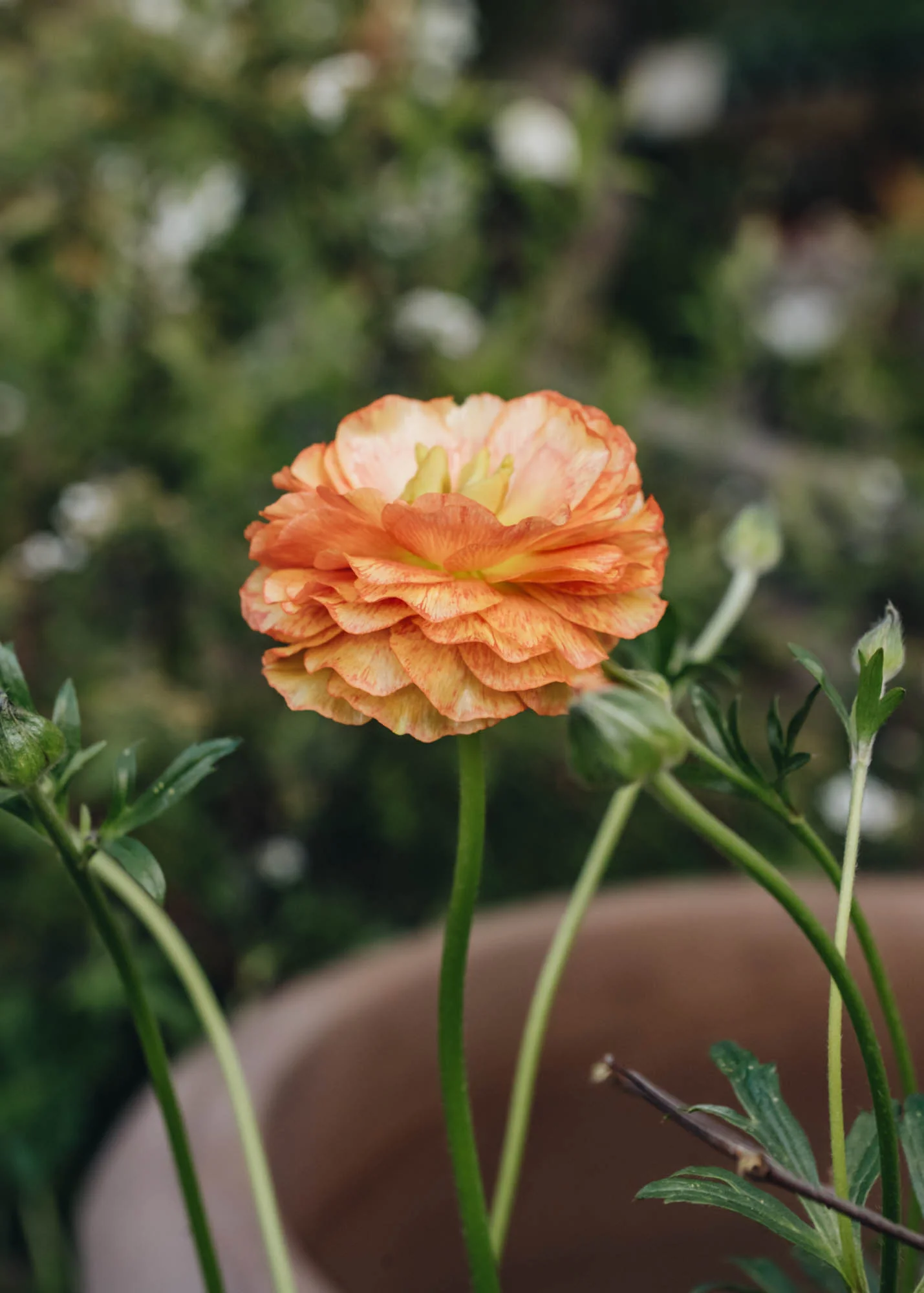 Ranunculus Rococo Peach, 2/3L - Image 3