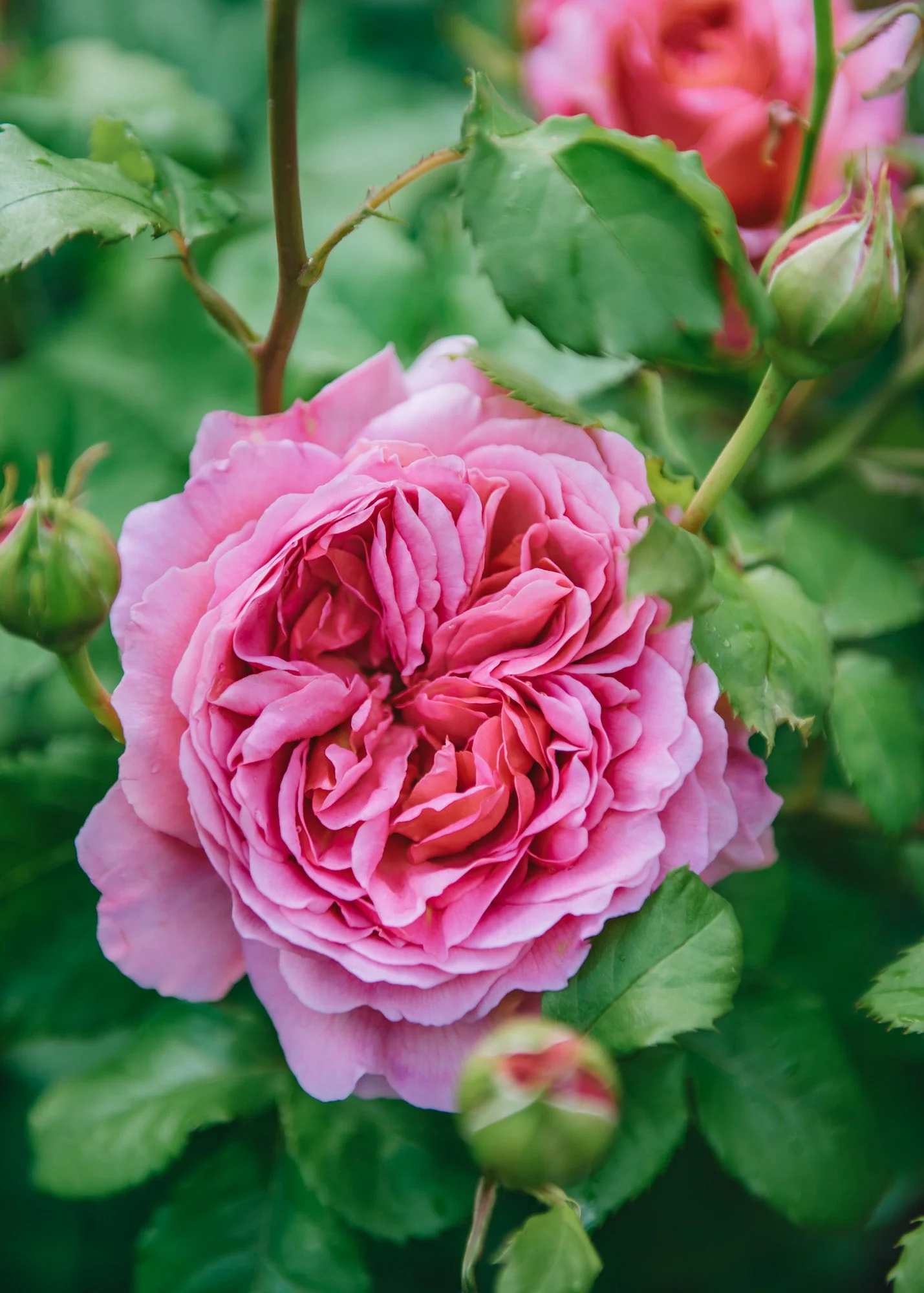 Rosa Princess Alexandra of Kent® - Image 2
