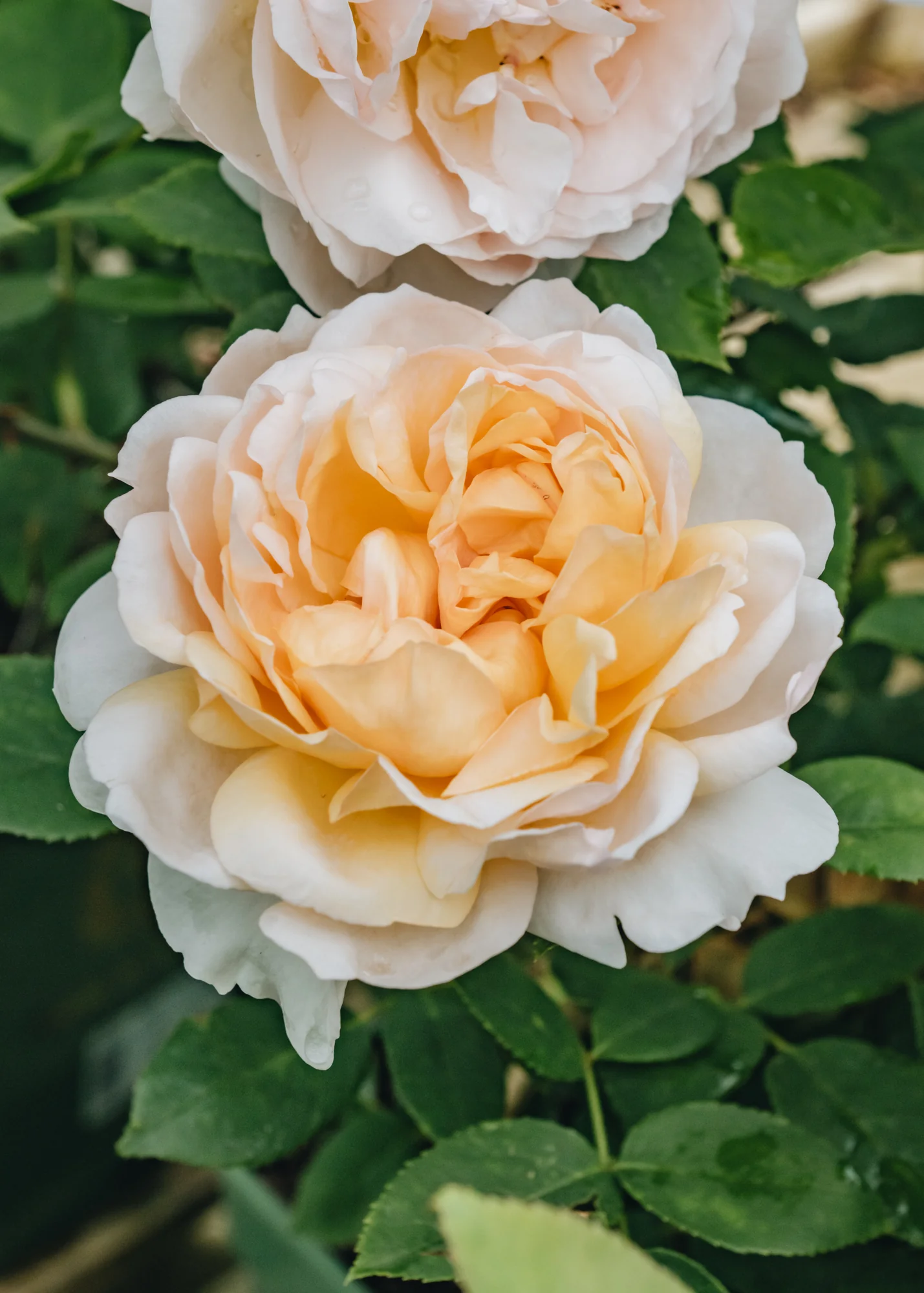 Rosa The Lady Gardener® - Image 2