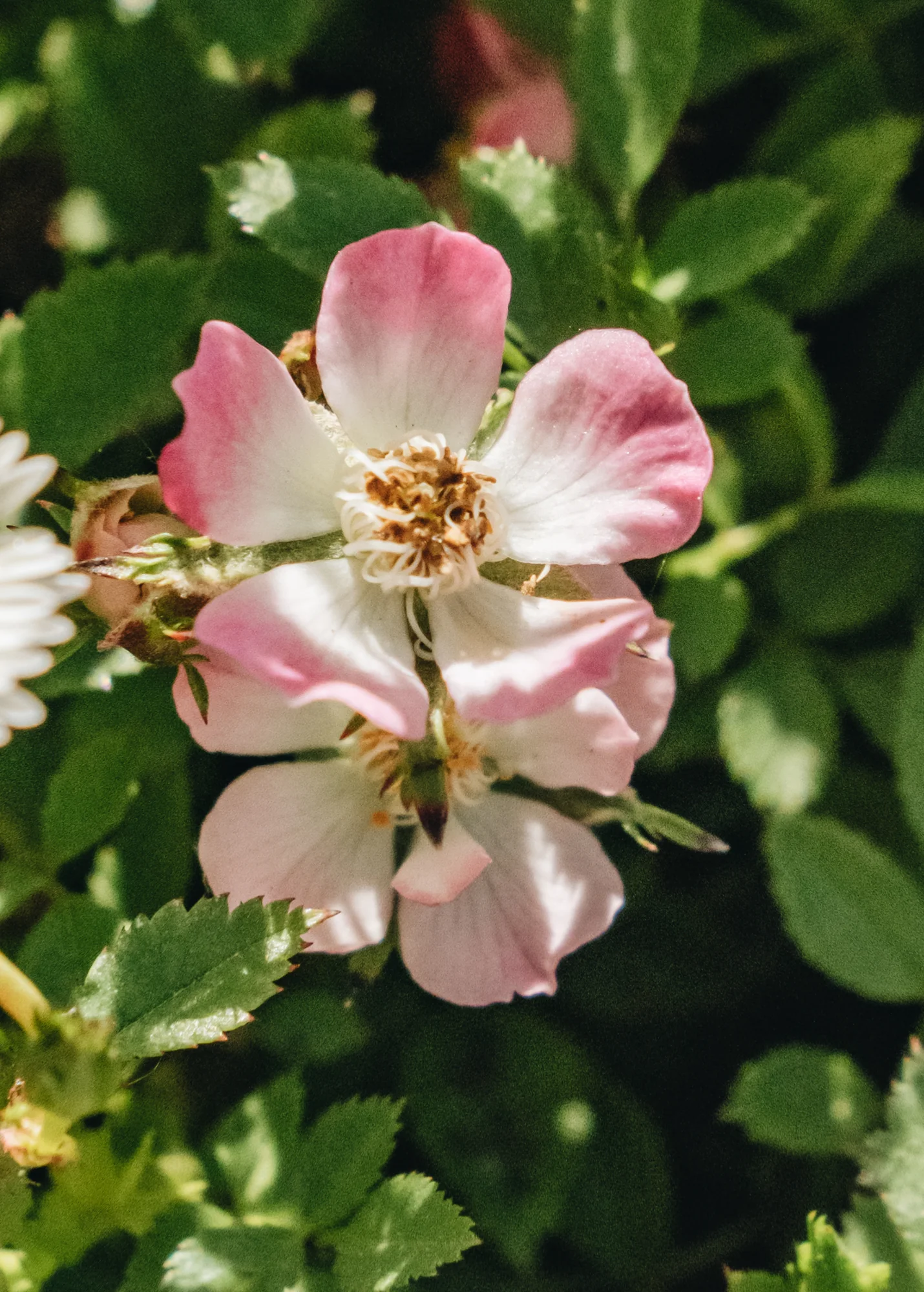 Rosa 'Cutie Pie', 2L - Image 3