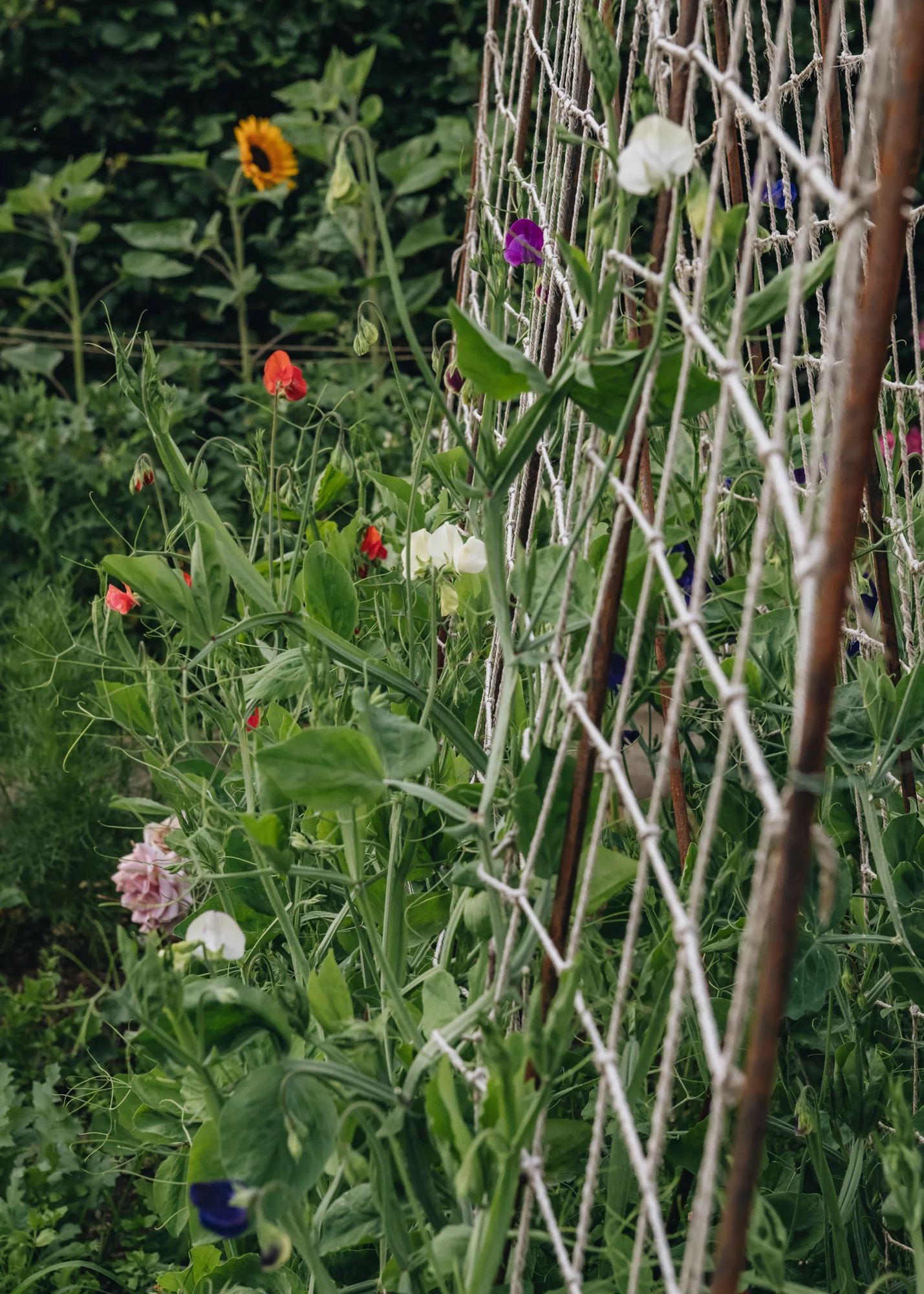 Runner Bean Frame - Image 3