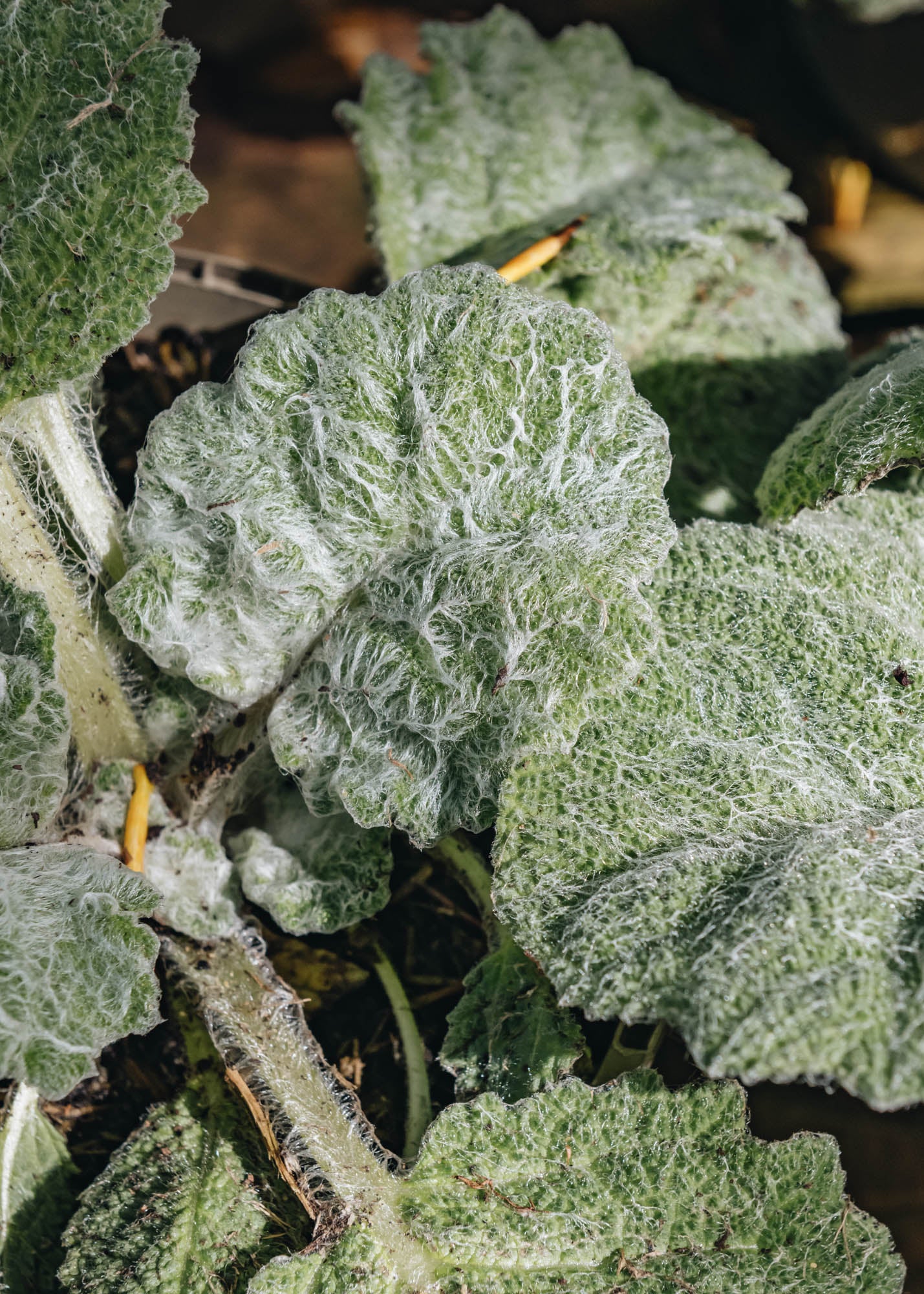 Salvia Argentea Artemis, 2/3L - Image 2