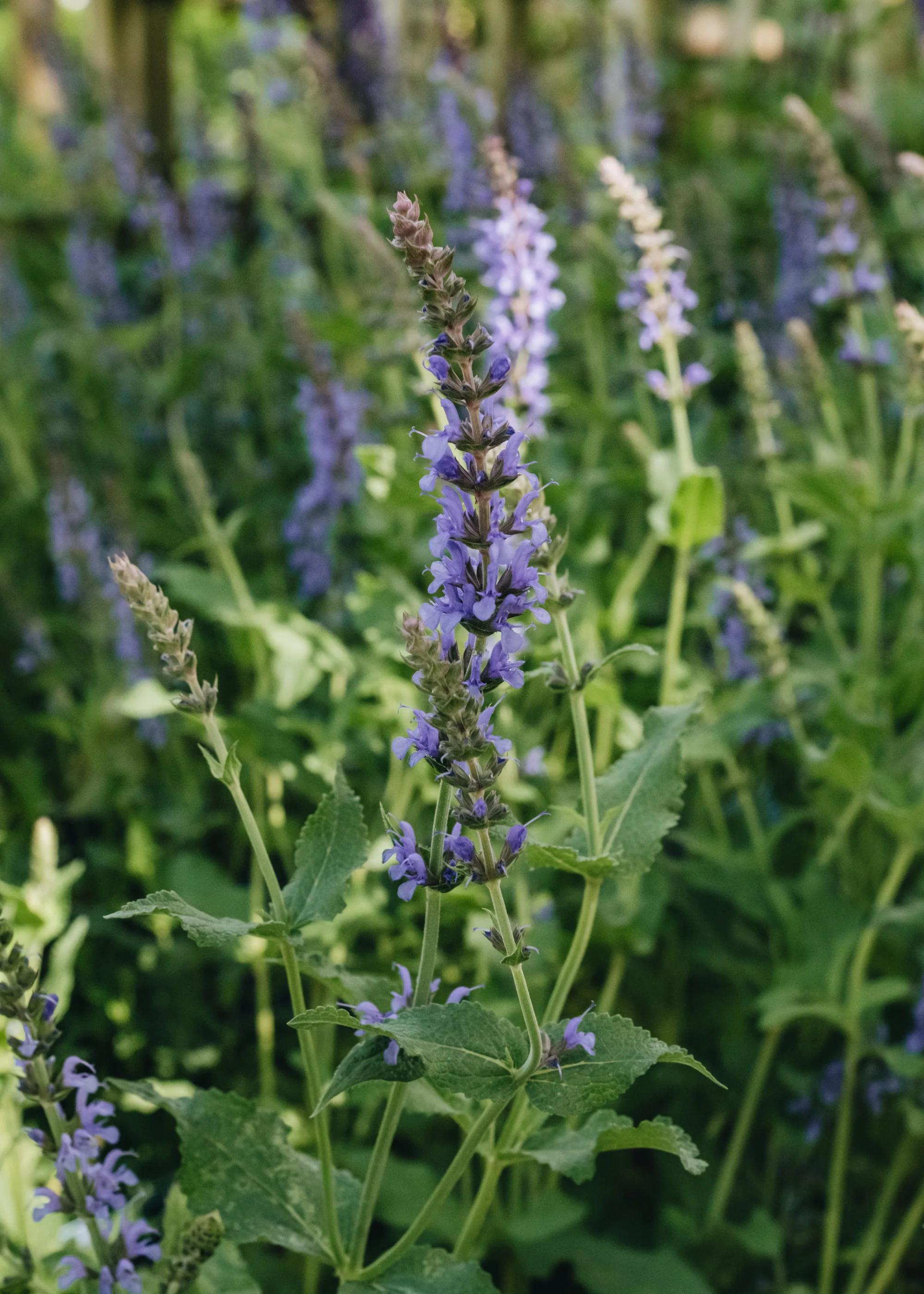 Salvia x sylvestris Blauhugel 2L - Image 2