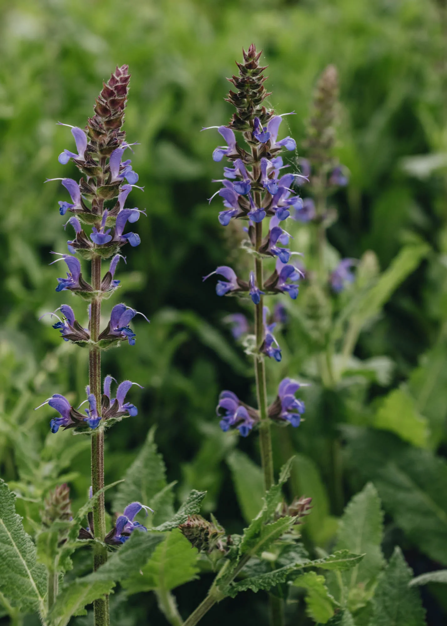 Salvia Blue By You, 2L