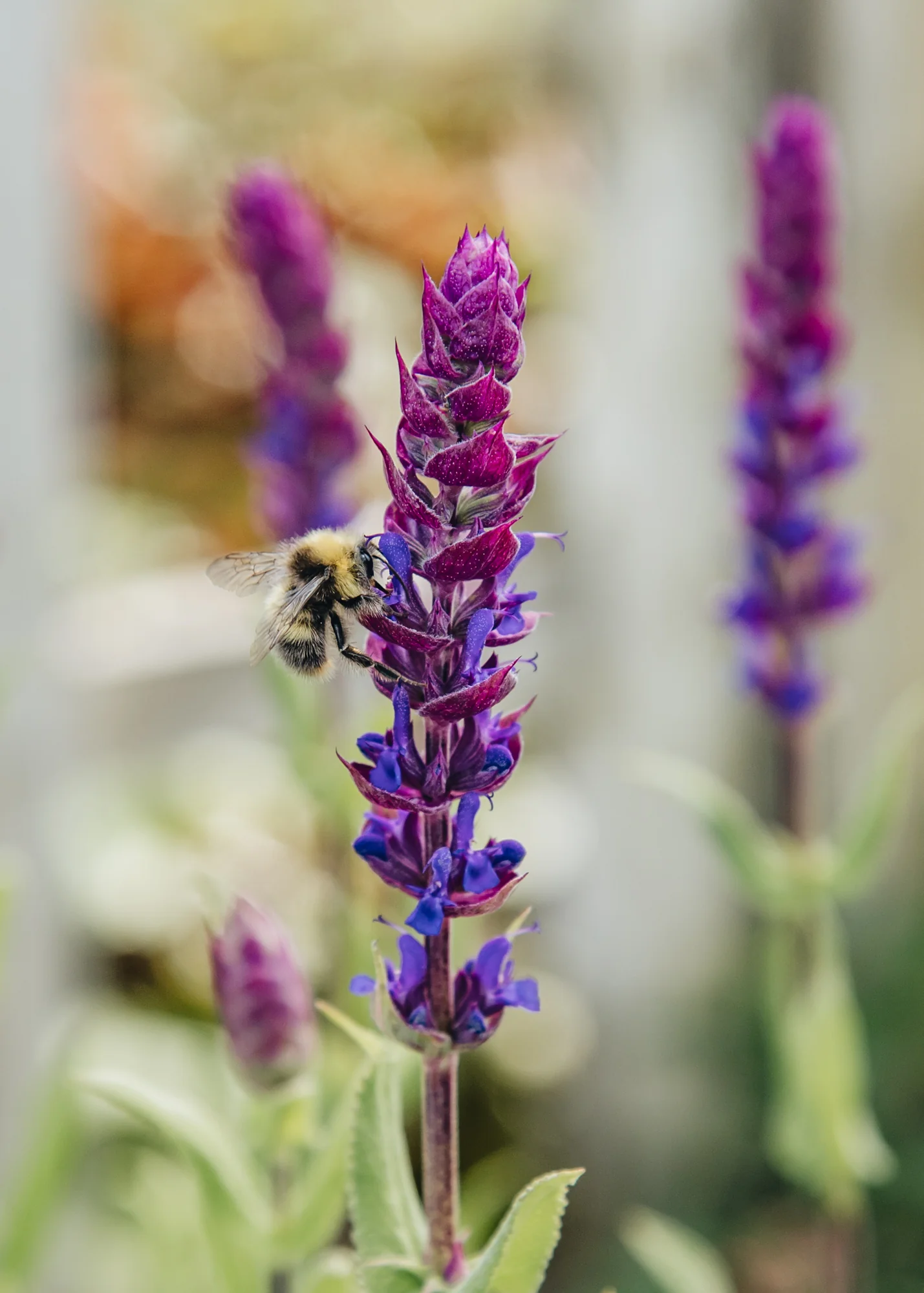 Salvia nemorosa ‘Kate Glenn’, 2L