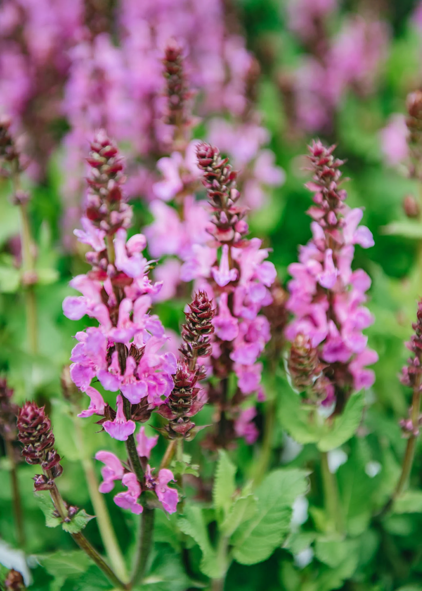 Salvia nemorosa Rose Marvel, 5L