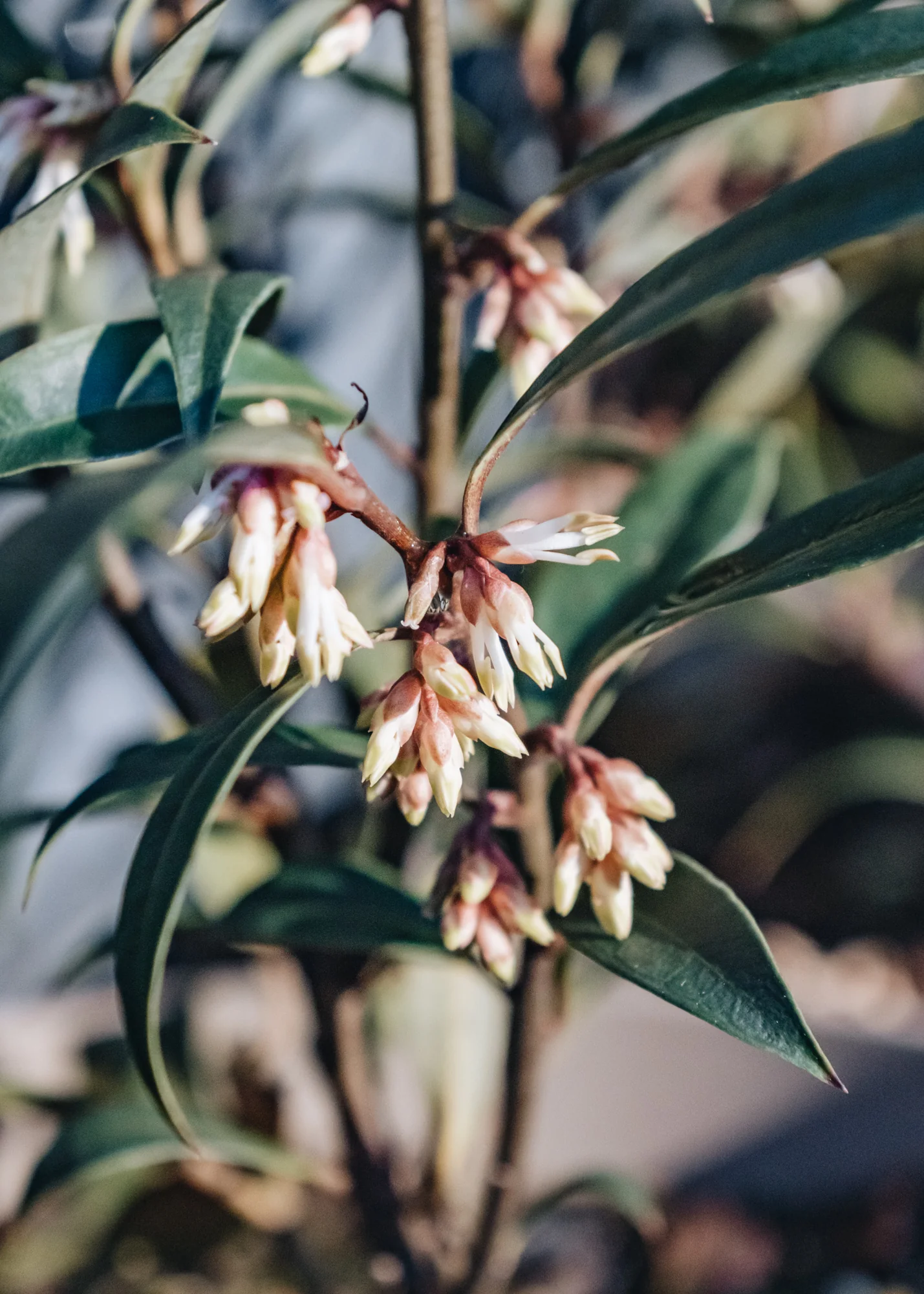 Sarcococca hookeriana Digyna 2.5L