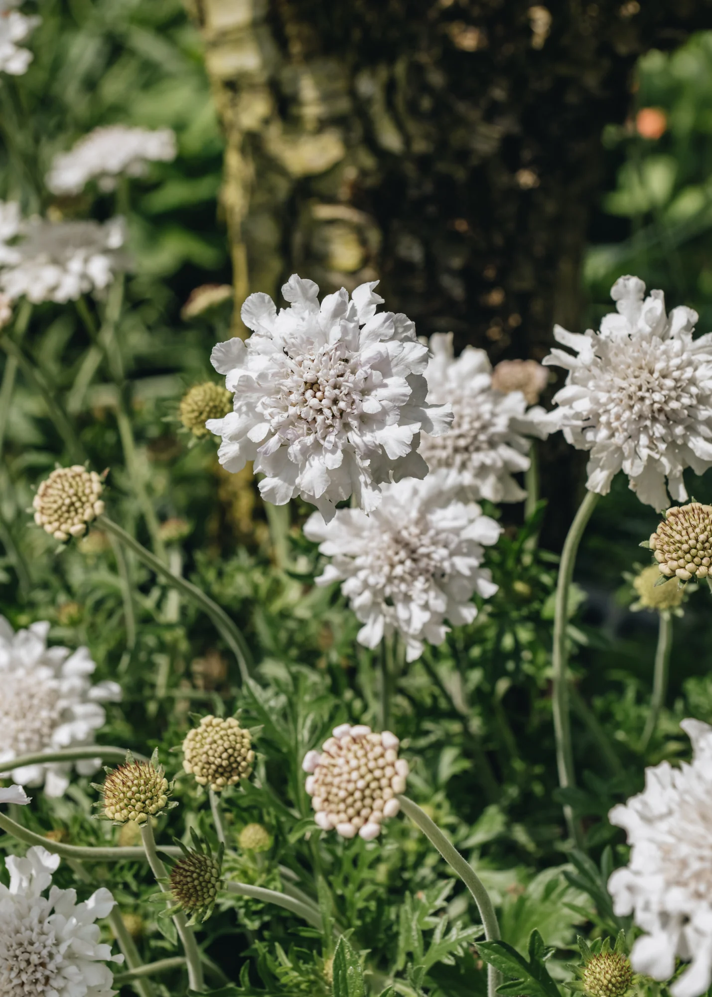 Scabiosa columbaria 'Flutter White', 2L - Image 2