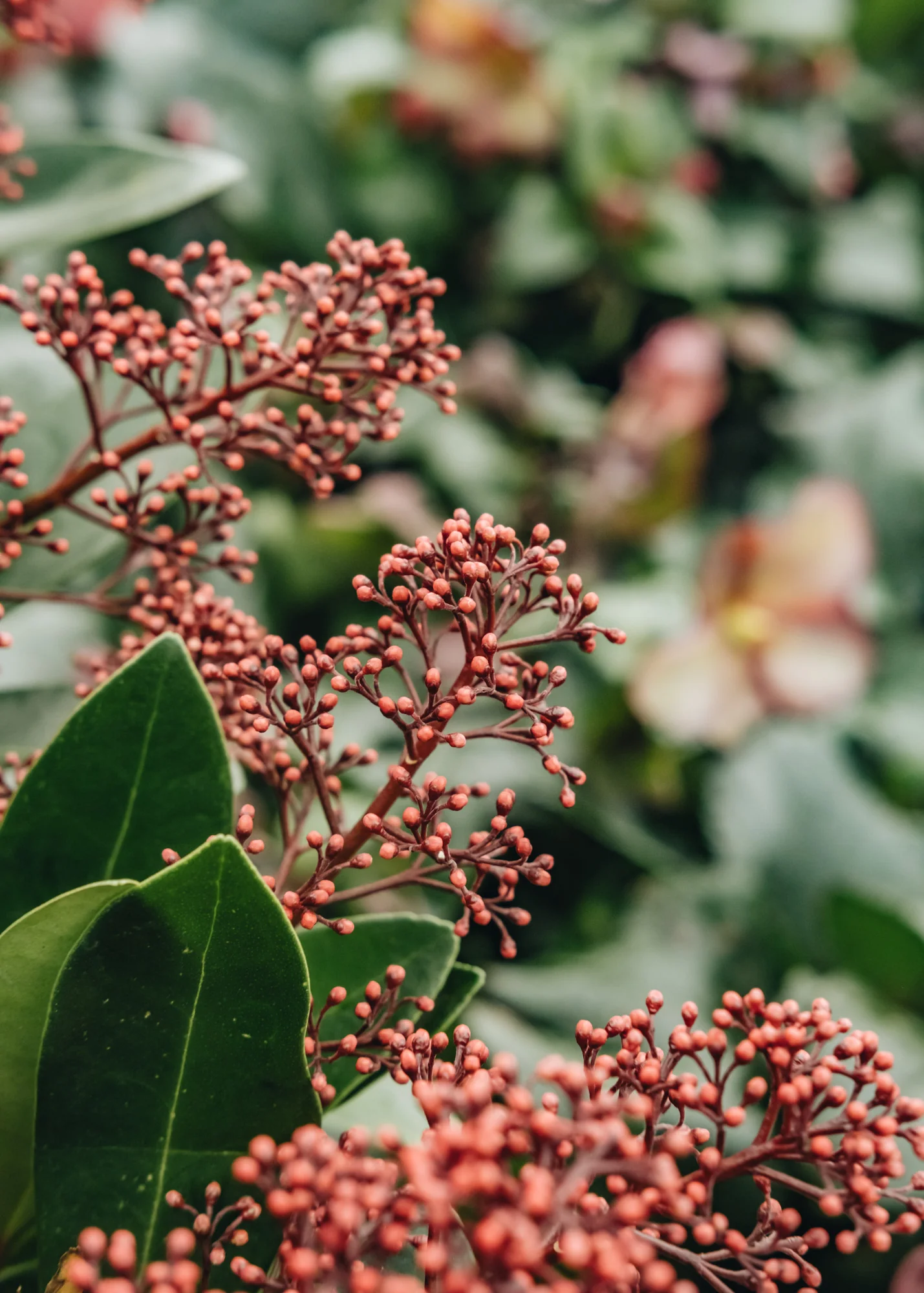 Skimmia japonica Rubella (male), 2L - Image 2