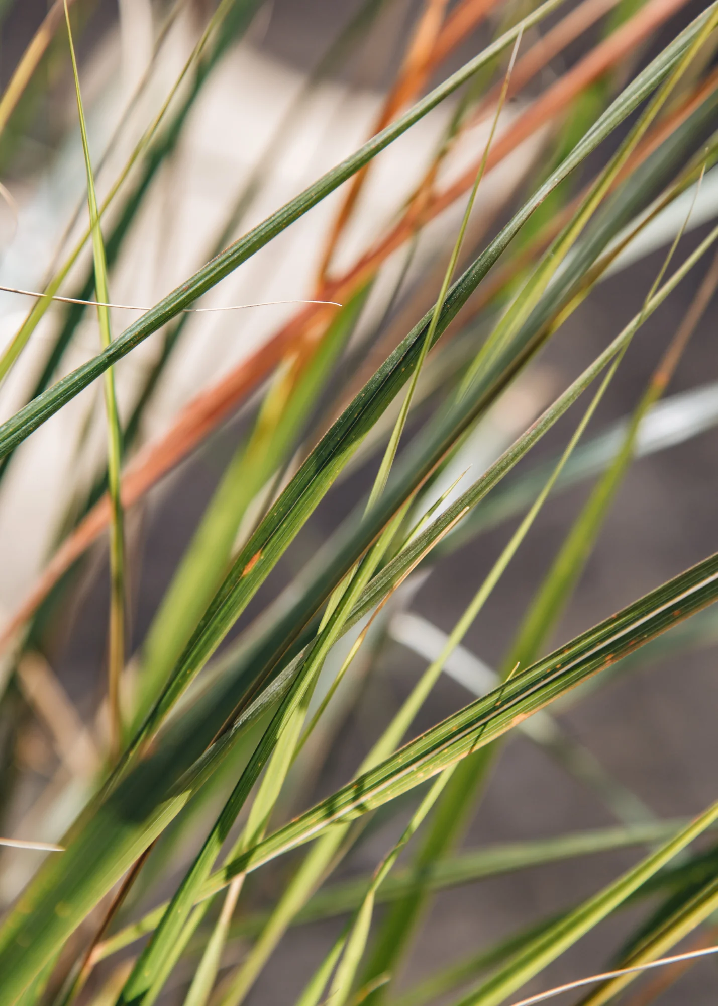 Anemanthele lessoniana (syn. Stipa Arundinacea), 3L - Image 2