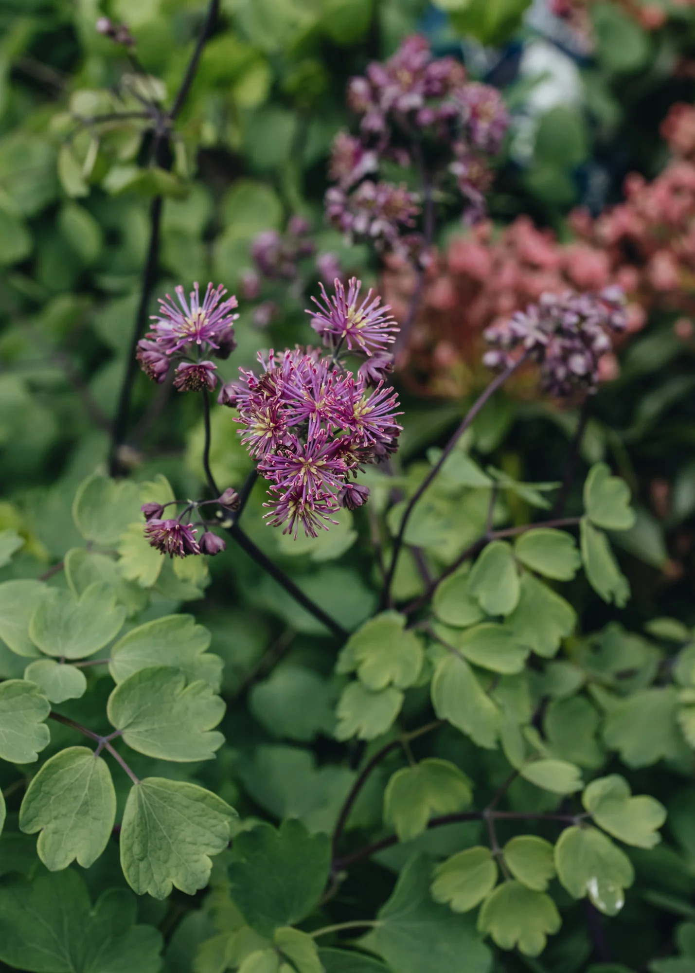 Thalictrum Little Pinkie, 3L