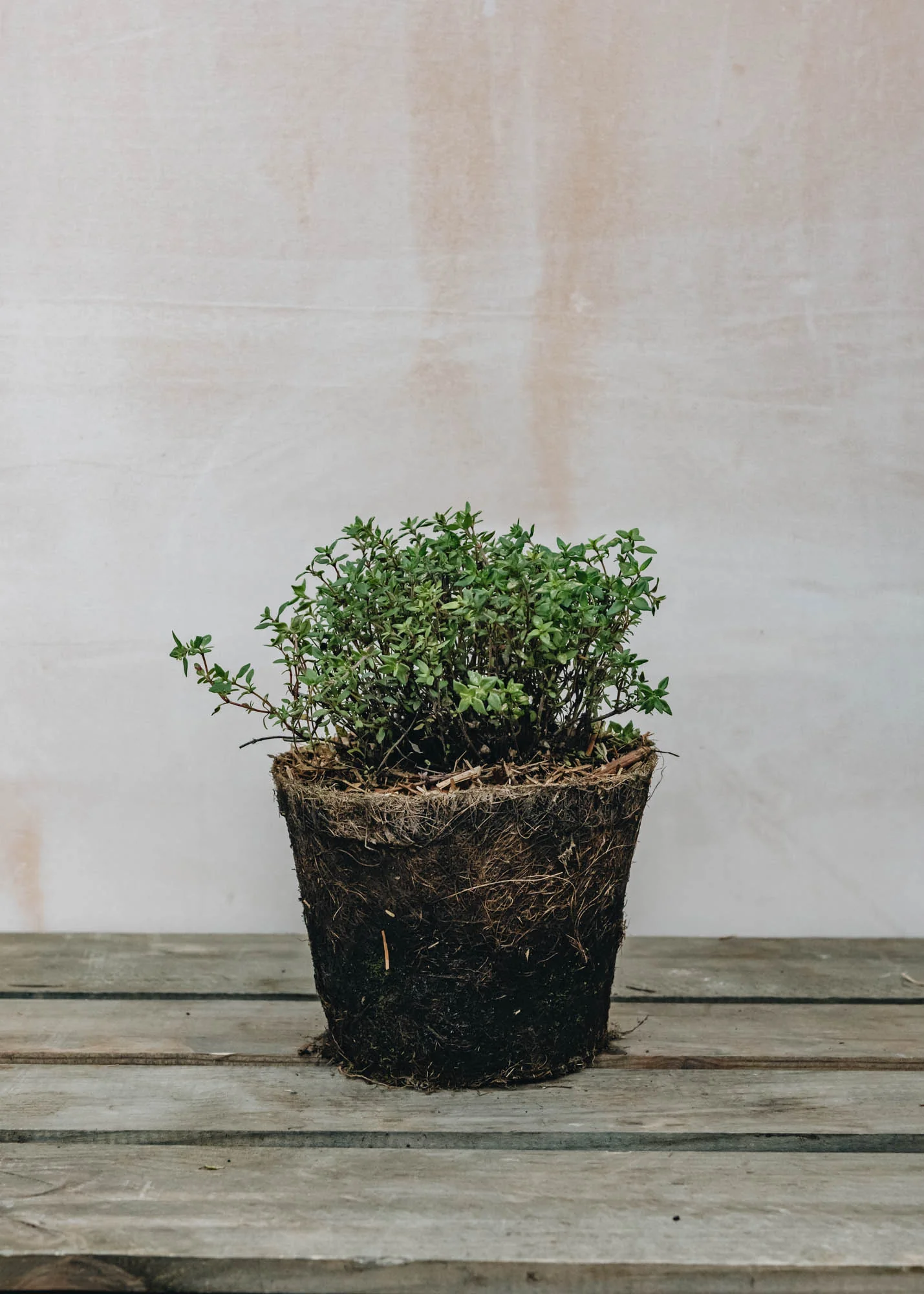Thyme 'Common', 1L