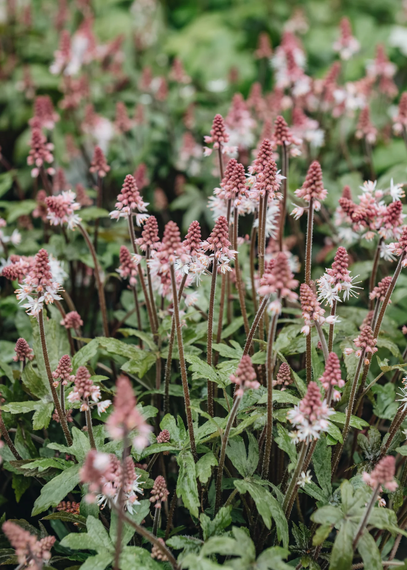Tiarella 'Raspberry Sundae', 2/3L