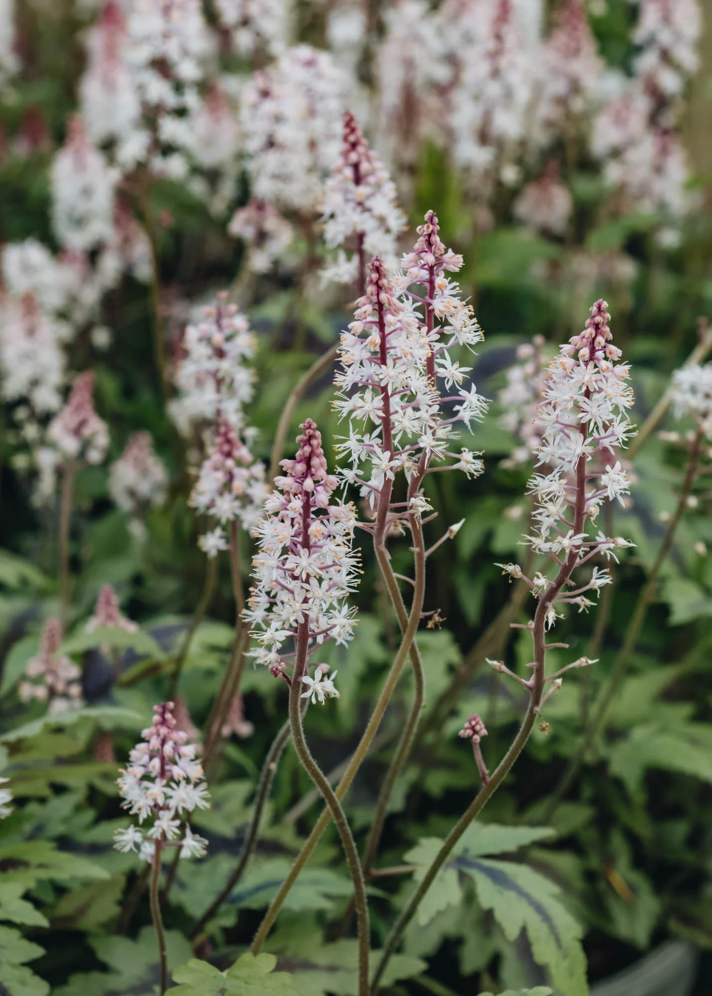 Tiarella Sugar and Spice, 2/3L
