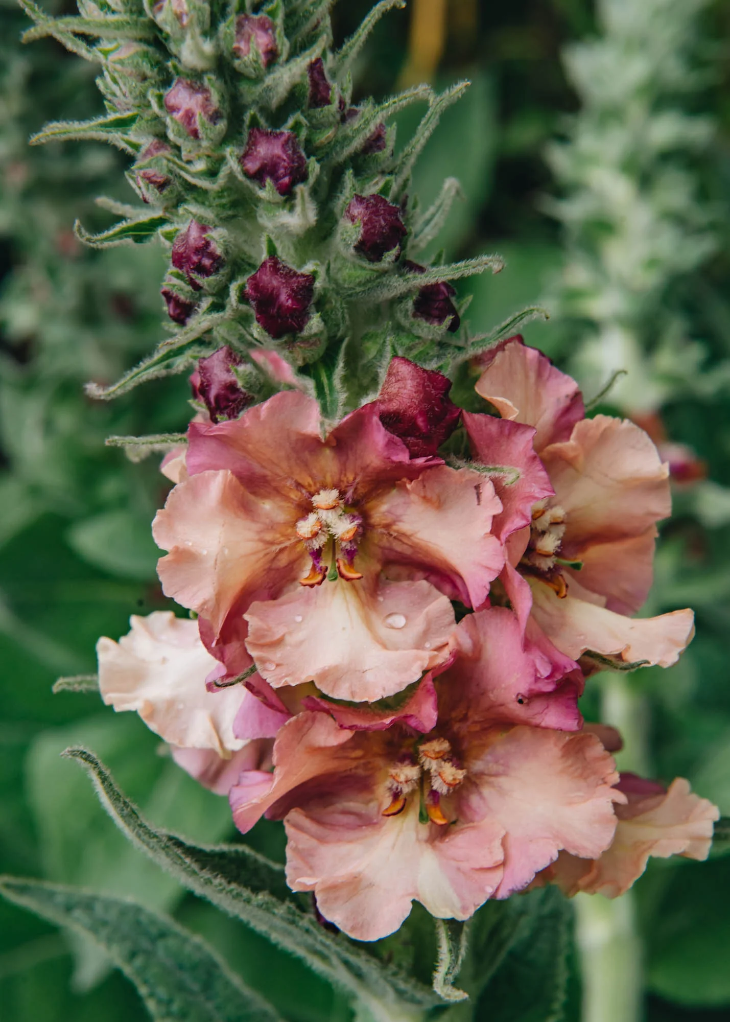 Verbascum ‘Pink Petticoats’, 3L - Image 2