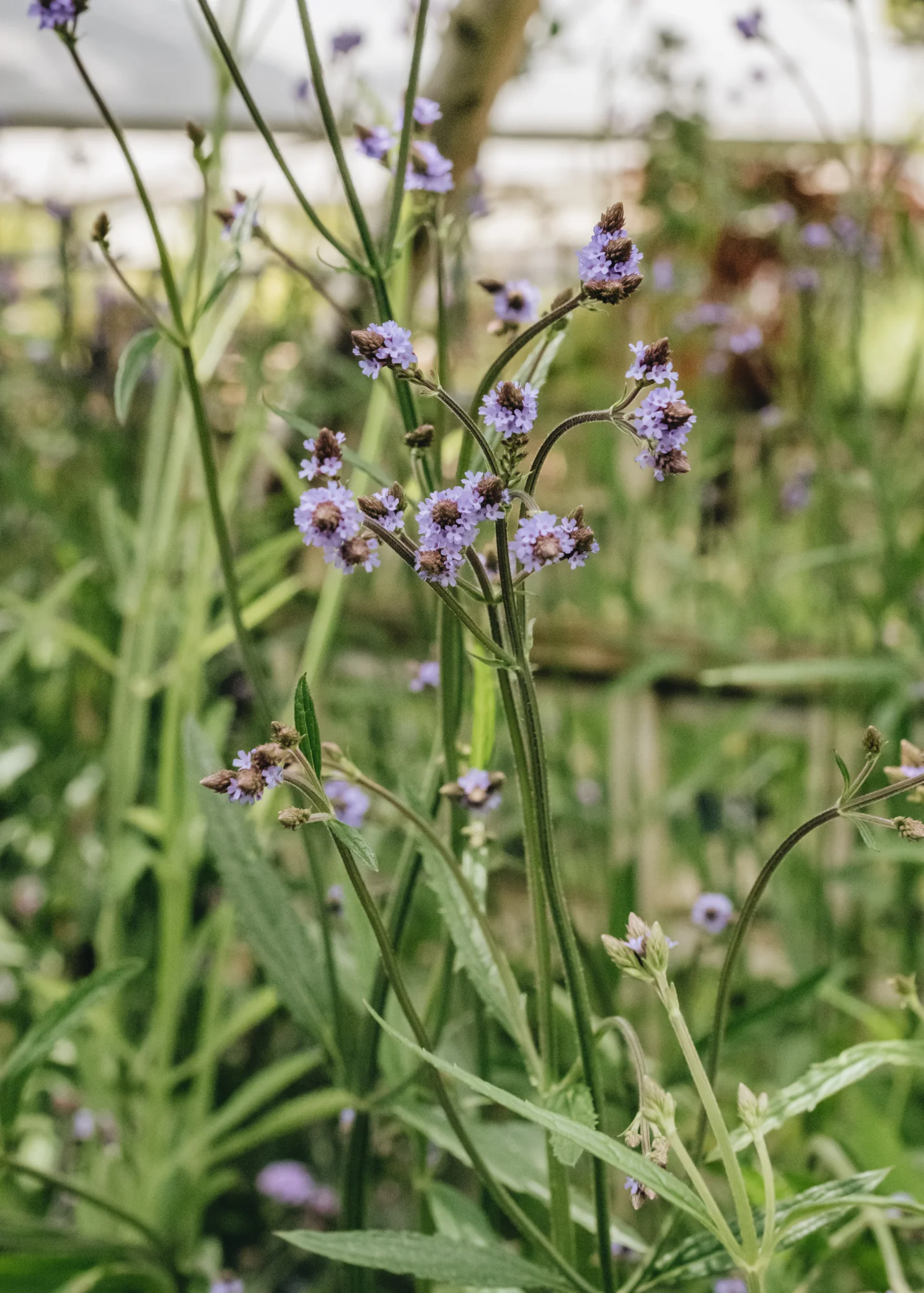 Verbena macdougalii Lavender Spires, 2/3L - Image 2