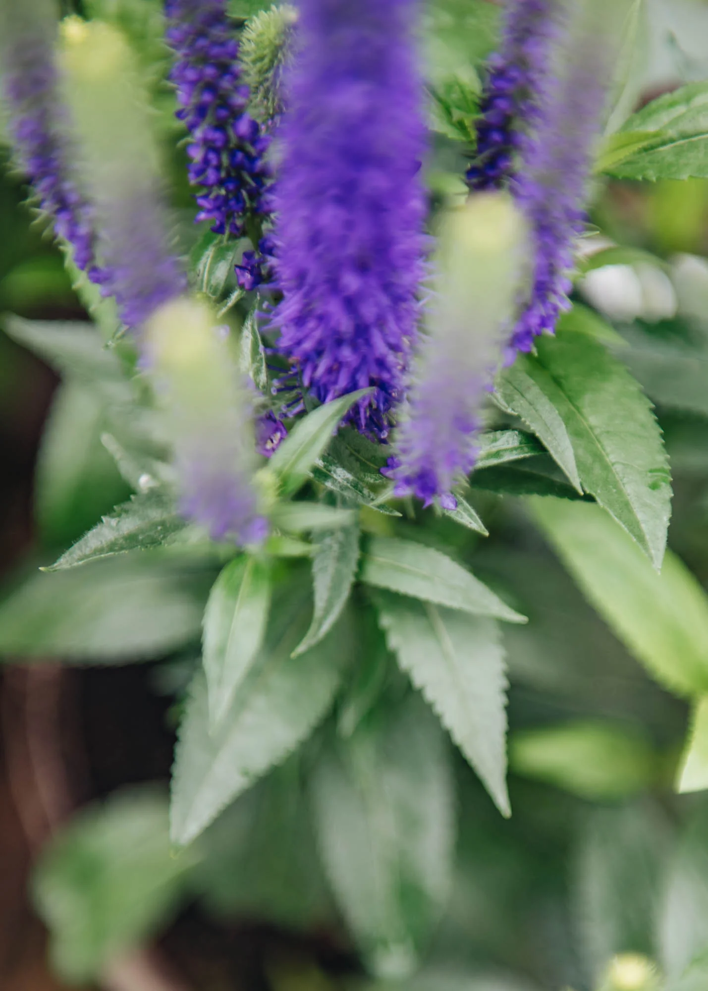 Veronica spicata 'Royal Candles', 2L - Image 2