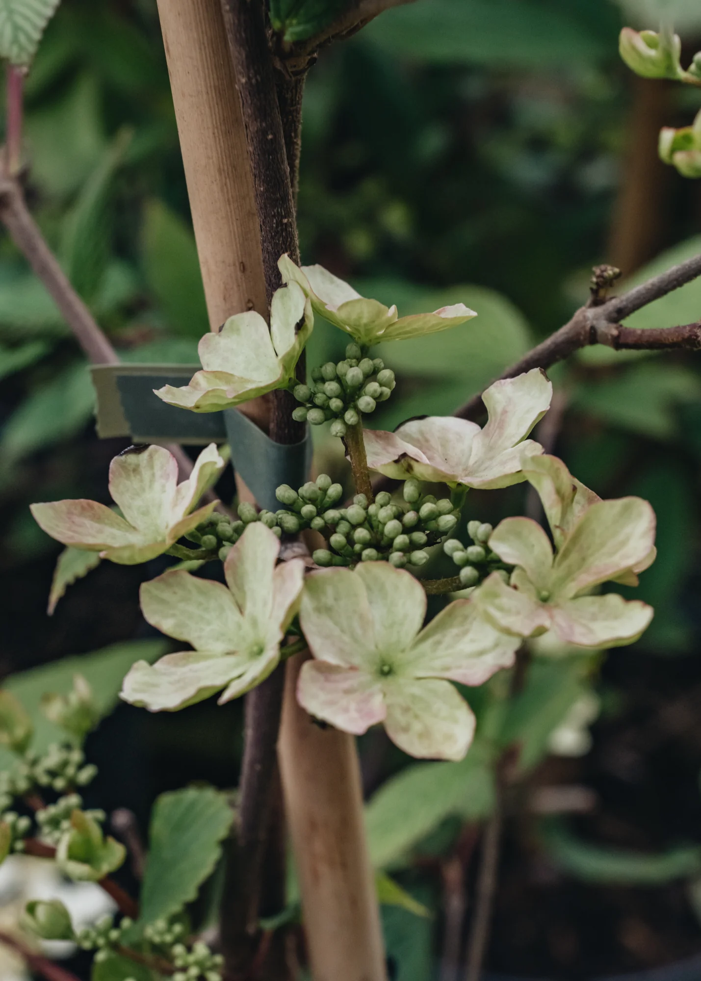 Viburnum plicatum f. tomentosum Kilimanjaro Sunrise, 3L