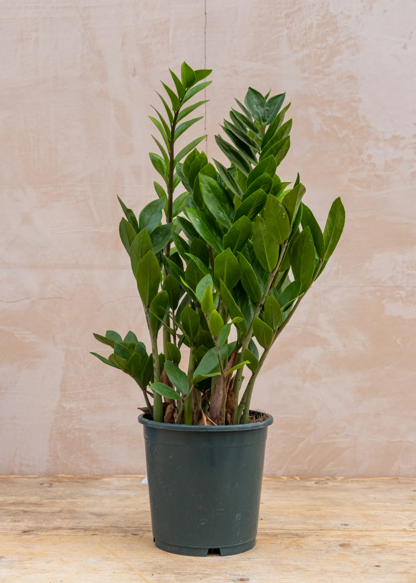 Zamioculcas zamiifolia 'Lucky', 17cm - Image 2
